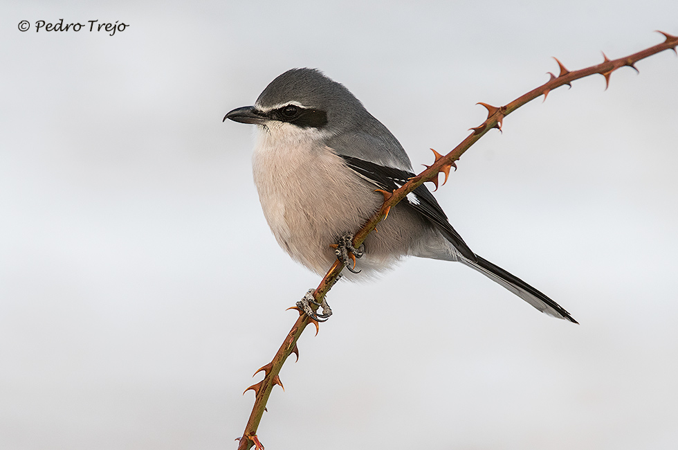 Alcaudón real (Lanius excubitor)